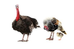 Male, female, and baby turkey on white background.