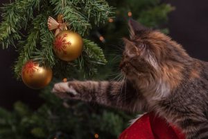 Cat swatting christmas decorations on a tree.
