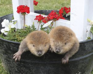 Two groundhogs in a steel pot with red flowers.